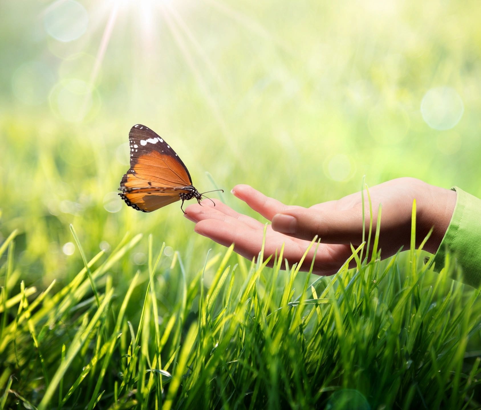 Butterfly resting on an open hand in a green field